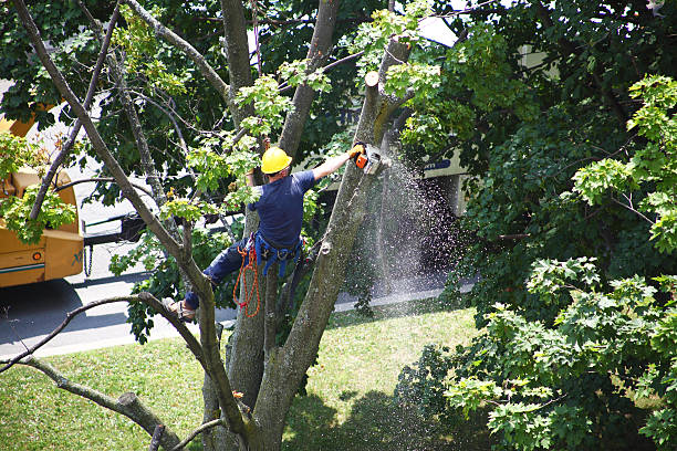 Professional Tree Removal Services in Morrisville, VT